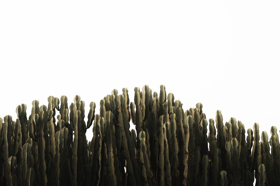 成都车展欧拉以浪漫致初心